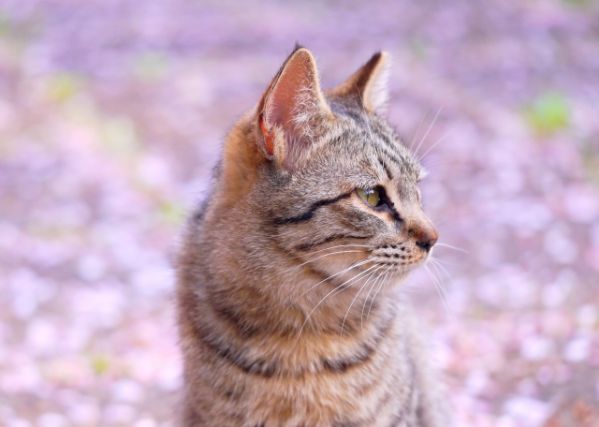 横を見る猫