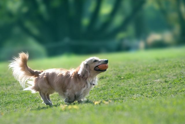 ボールを咥えたペットの犬