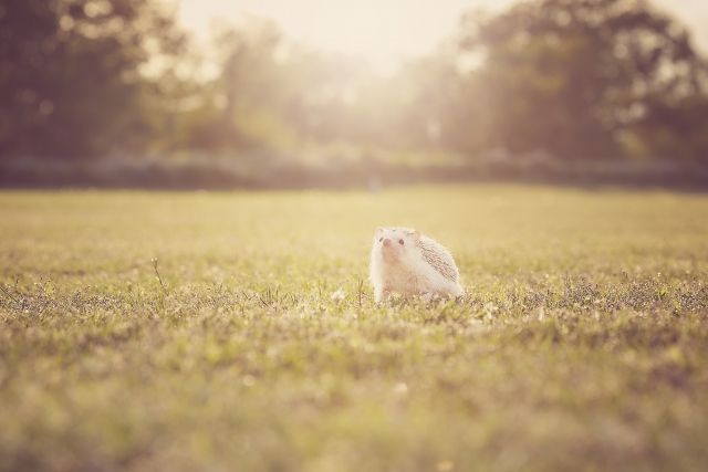 夕日の中佇む小動物